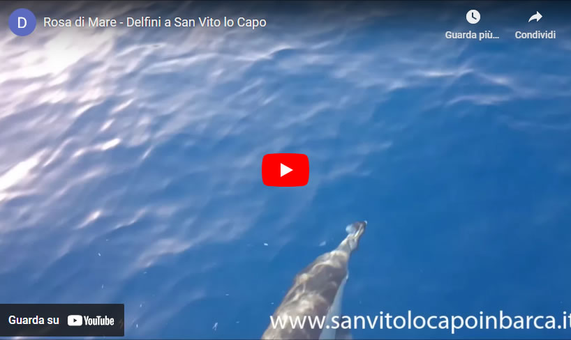 video about dolphins in San Vito Lo Capo
